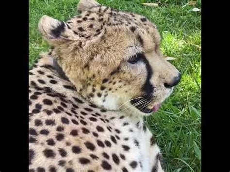 Cheetah purring loudly at the zoo - YouTube