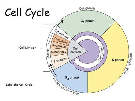 Mitosis Interphase Stages