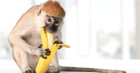 Do Monkeys Really Eat Bananas?