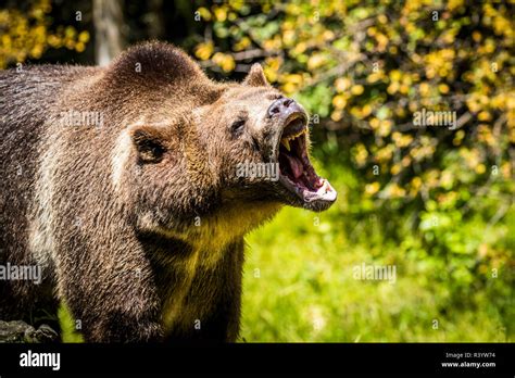 Grizzly Bear, Montana Wildlife Stock Photo - Alamy