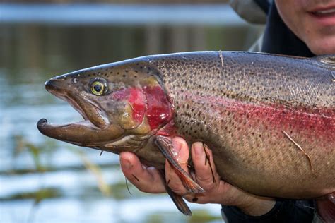 California Steelhead: The Fish of a Thousand Casts - Sporting Classics ...