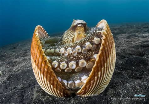 17 Best images about OCTOPUS HABITAT on Pinterest | List of animals ...