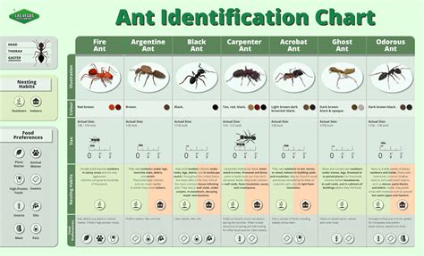 Texas Ant Identification Chart