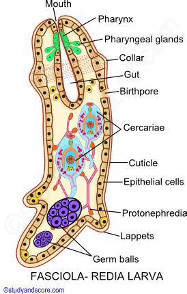 Fasciola: Reproductive system, Life cycle in Sheep and Snail | Study&Score