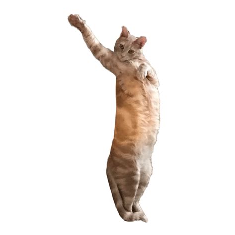 Dance Cat Sticker by Katya for iOS & Android | GIPHY