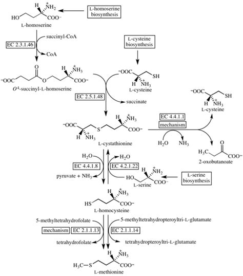 methionine biosynthesis