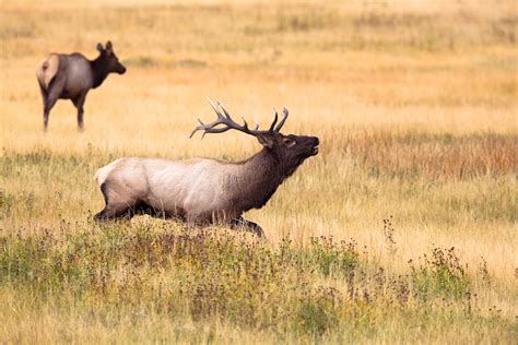 The Best Elk Bugles for this Fall's Hunting Season - Hunting in the USA