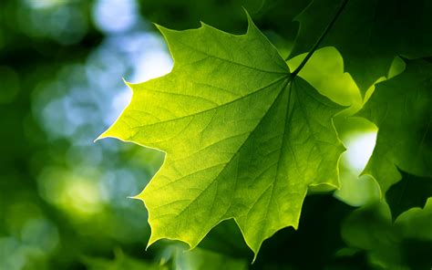 🔥 Free download Green Leaf Wallpapers HD Wallpapers [2560x1600] for ...