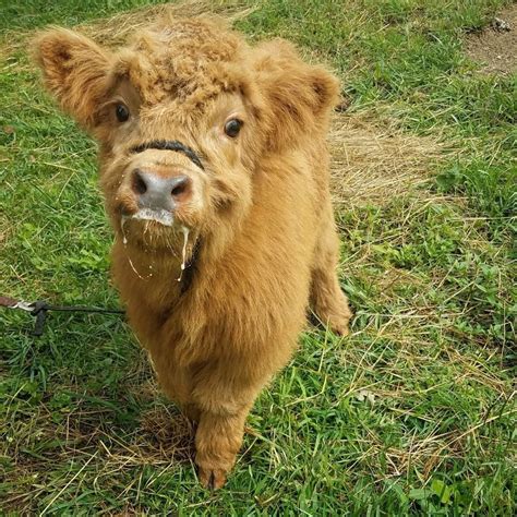 Day 8 of Cute Animal Pictures for Morale (Highland Cow) : r/nonutnovember