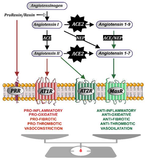 Biomedicines | Free Full-Text | Drugs Modulating Renin-Angiotensin ...