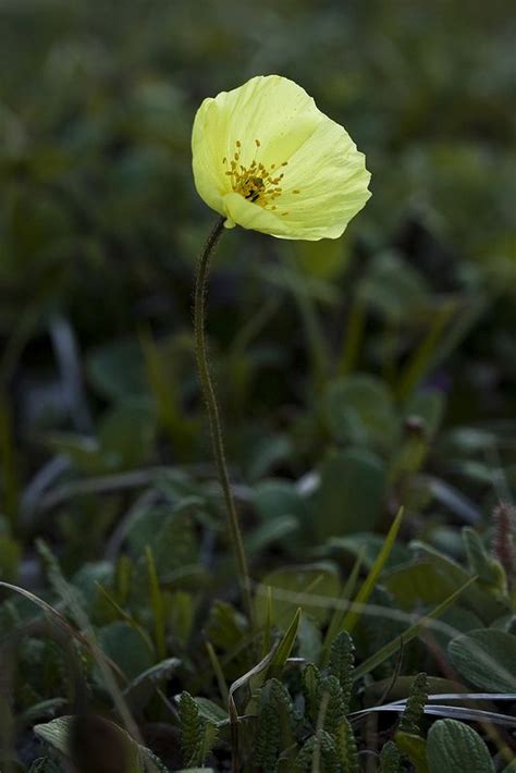 Arctic Poppy | Poppies, Puppy flowers, Plants