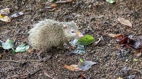 Fun Tenrec Facts For Kids | Kidadl