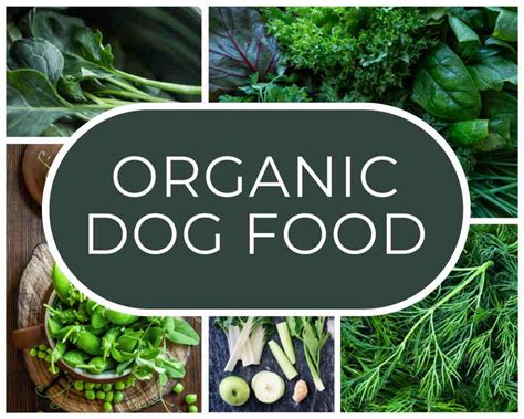 What is Organic Dog Food and How Does it Benefit Your Dog?