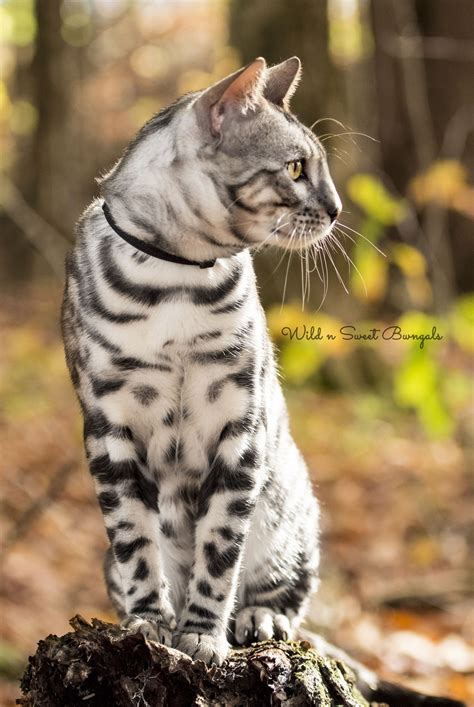 One of our silver Bengal cat breeders! See our kitties at www ...