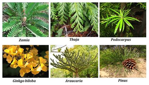 Economic Importance of Gymnosperms | EasyBiologyClass