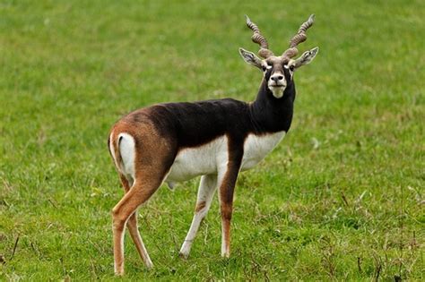 Ranebennur Blackbuck Sanctuary | Ranebennur Sanctuary Haveri