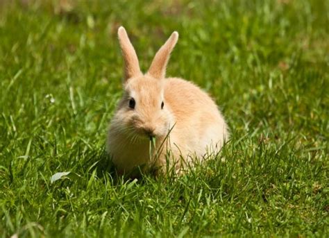 Rabbit Dental Care 101 | PetMD