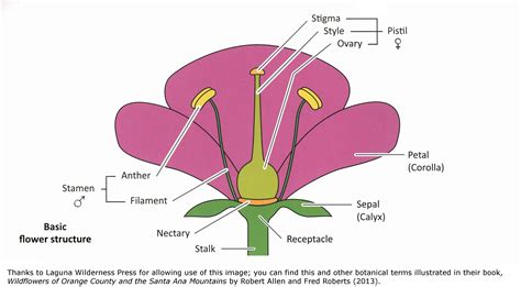 Filament Plant Definition Uitstekend