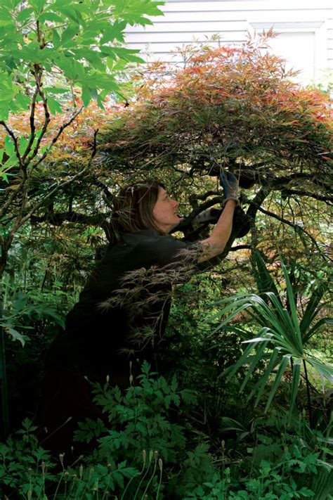 Learn to Prune Japanese Maples