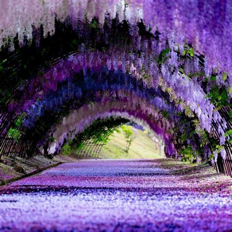 Visit Japan: Spring in Japan is nothing short of spectacular and ...