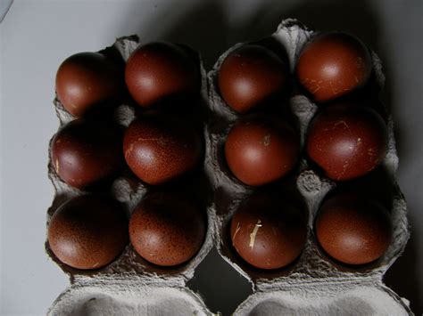 cuckoo maran egg color chart Cuckoo maran chicks, olive egger chicks ...