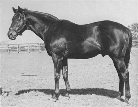 War Admiral (horse) - American Classic Pedigrees