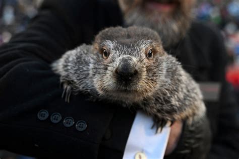 Groundhog Day 2023 results: Did Punxsutawney Phil see his shadow?