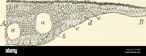 Fovea Centralis Histology