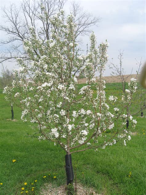 Apple Tree Pictures