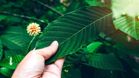 What is Kratom? Effects, Benefits, and Risks - GoodRx