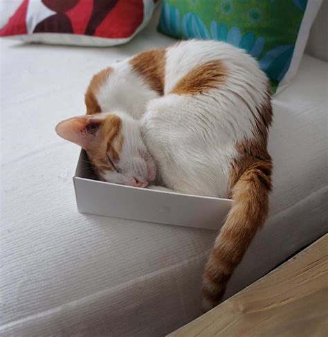 Cute Pictures of Cats in Boxes