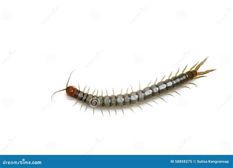 Centipede Isolated on White W Stock Image - Image of beauty, detail ...