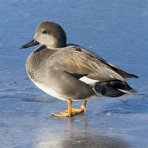 Gadwall Ducks | Purely Poultry | Waterfowl, Duck species, Animals