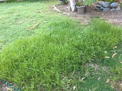 How to remove nutgrass - Baileux | Mackay & Whitsundays Real Estate Agents