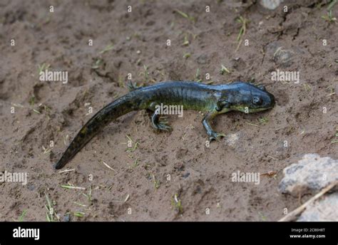 Arizona Tiger Salamander (Ambystoma mavortium nebulosum) from Mesa ...