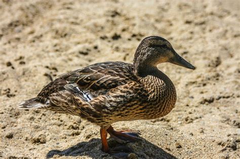 Duck Identification Guide: All the Types of Ducks With Pictures - Bird Eden