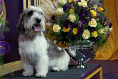 Buddy Holly, PBGV breed of dog, wins Westminster Kennel Club dog show