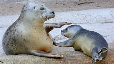 Zoo Karlsruhe: Seehund-Baby Dörle am 20. August 2015 geboren