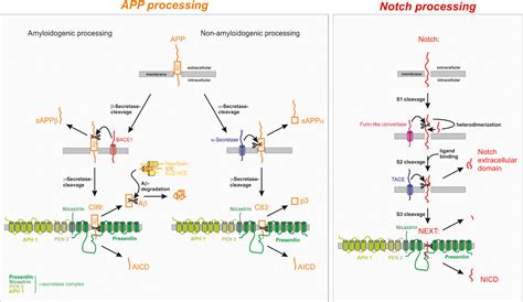 Neprilysin; CALLA Antigen; Enkephalin Dipeptidyl Carboxypeptidase ...