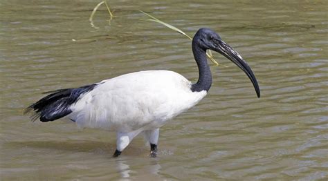 Egyptian Ibis Bird