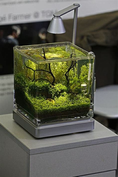 Mini Aquarium Pinterest - mini krabben aquarium