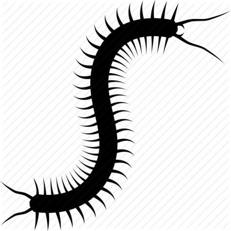 Giant Centipede Vector Clipart In Ai Svg Eps Psd Png | Images and ...