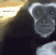 Sad Gibbon Monkey GIF - Sad Gibbon Sad Gibbon - Discover & Share GIFs