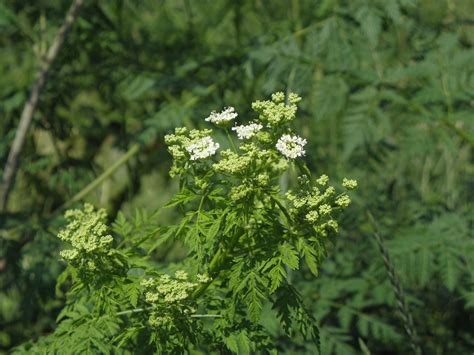 Conium maculatum L. | Plants of the World Online | Kew Science