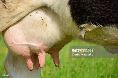 1,795 Cow Udder Stock Photos, High-Res Pictures, and Images - Getty Images