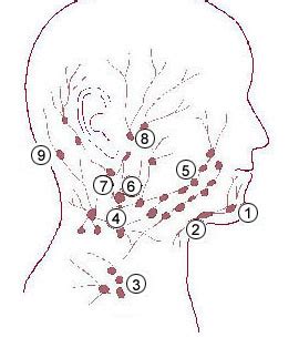 Submental lymph nodes | Wiki | Everipedia