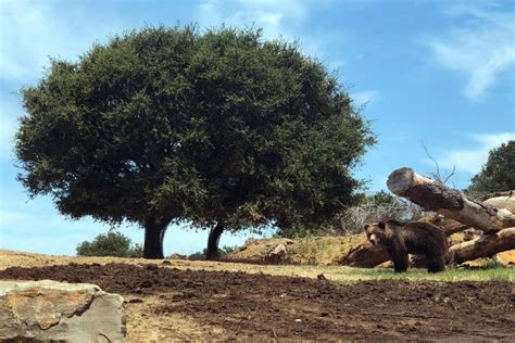 The Amazing California Trail at the Oakland Zoo is Now Open! | Marin ...