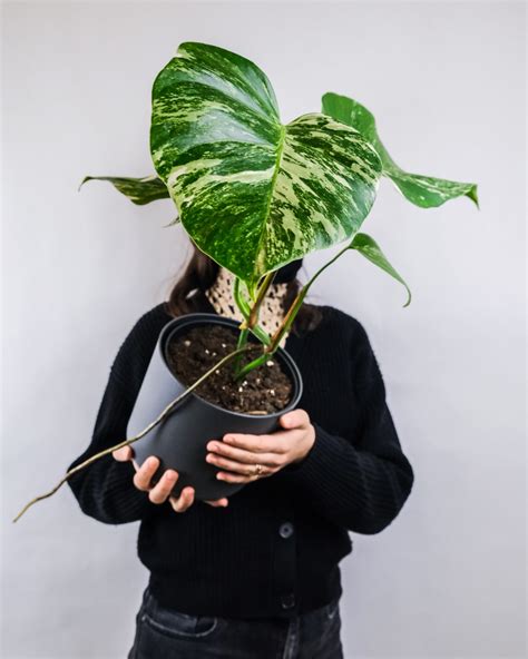 The Infamous Variegated Monstera and Where to Find Them - Plants Spark Joy