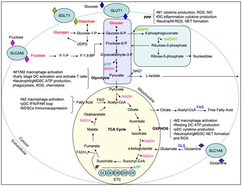 Cells | Free Full-Text | Carbohydrate and Amino Acid Metabolism as ...