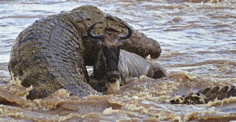 Gustave, o lendário crocodilo assassino do Burundi - MDig